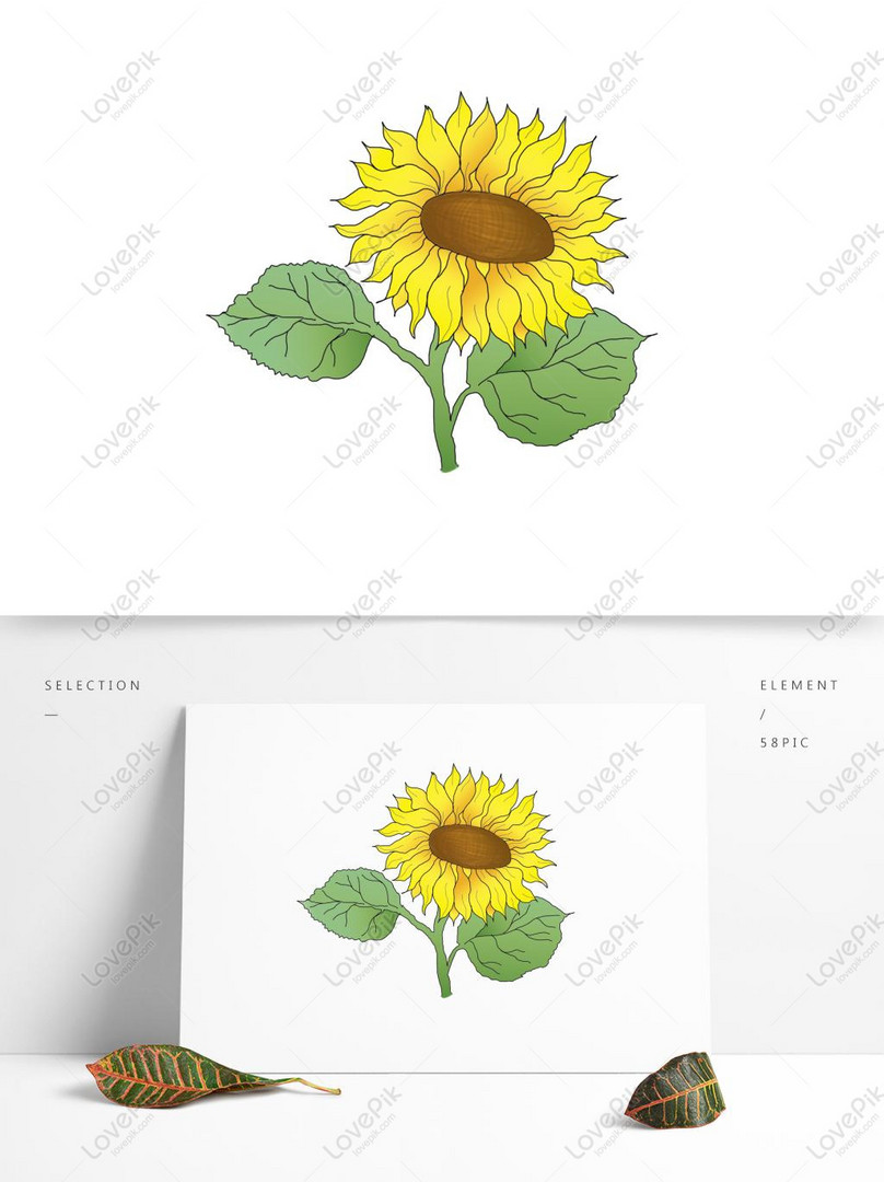 Kostenlose Vektoren-Sonnenblumen Zeichnung Sonnenblumen Kommerzielle Elemente Bilder-Grafiken