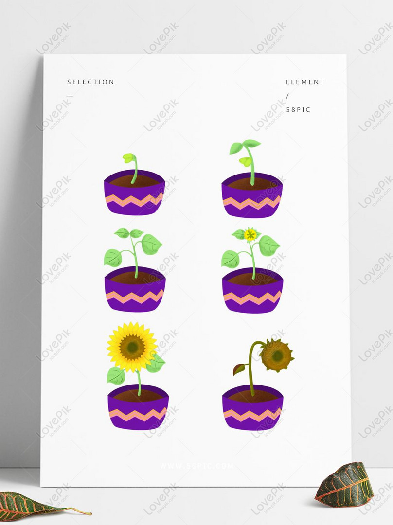 Proceso De Cultivo De Girasol Plato Pintado A Mano Planta De T PNG Imágenes  Gratis - Lovepik