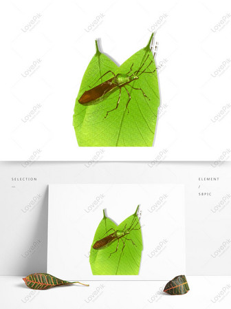 Hand Painted Chinese Style Insect Carapace Stinky Fly Flying Ins Psd Images Free Download 1369 1024 Px Lovepik Id 732789560