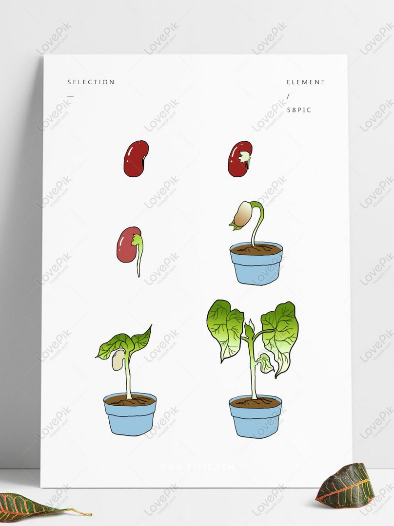 手繪植物生長過程紅豆生長過程植物發芽psd美工圖案免費下載 素材分辨率1369 1024px Lovepik Id