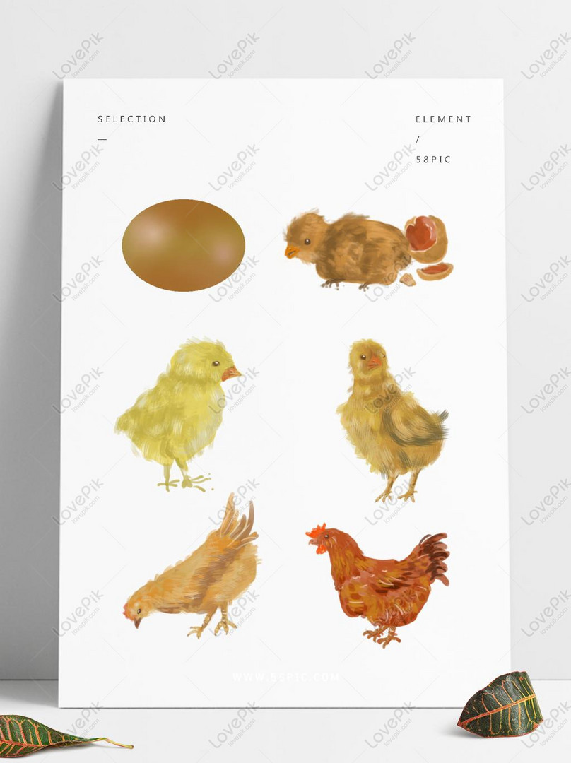 手描きの卵 ひよこ 鶏 孵化 成長過程 無料のバックル素材 イラスト 編 手描き チキン フリー素材 透過 Lovepik