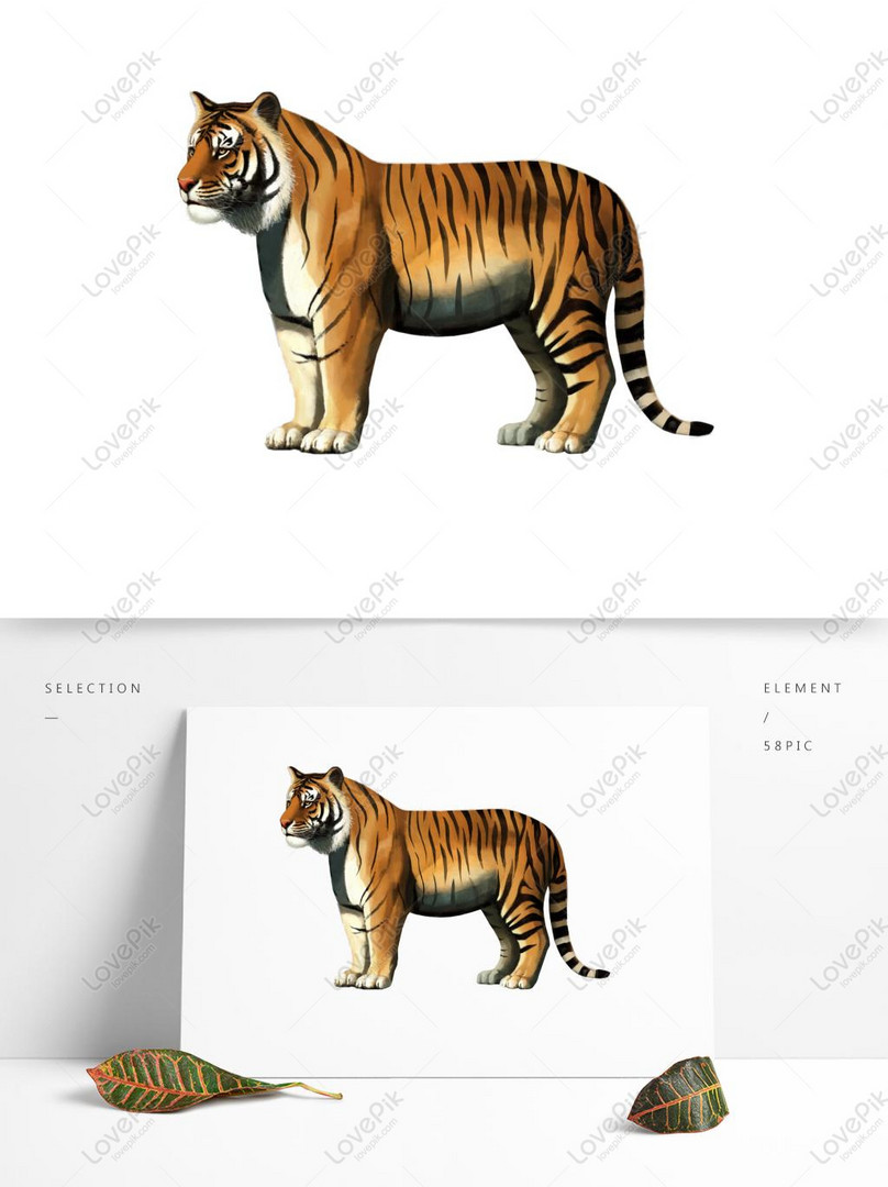 Commercial Hd Animal Collection South China Tiger PNG Free Download PSD  images free download_1369 × 1024 px - Lovepik