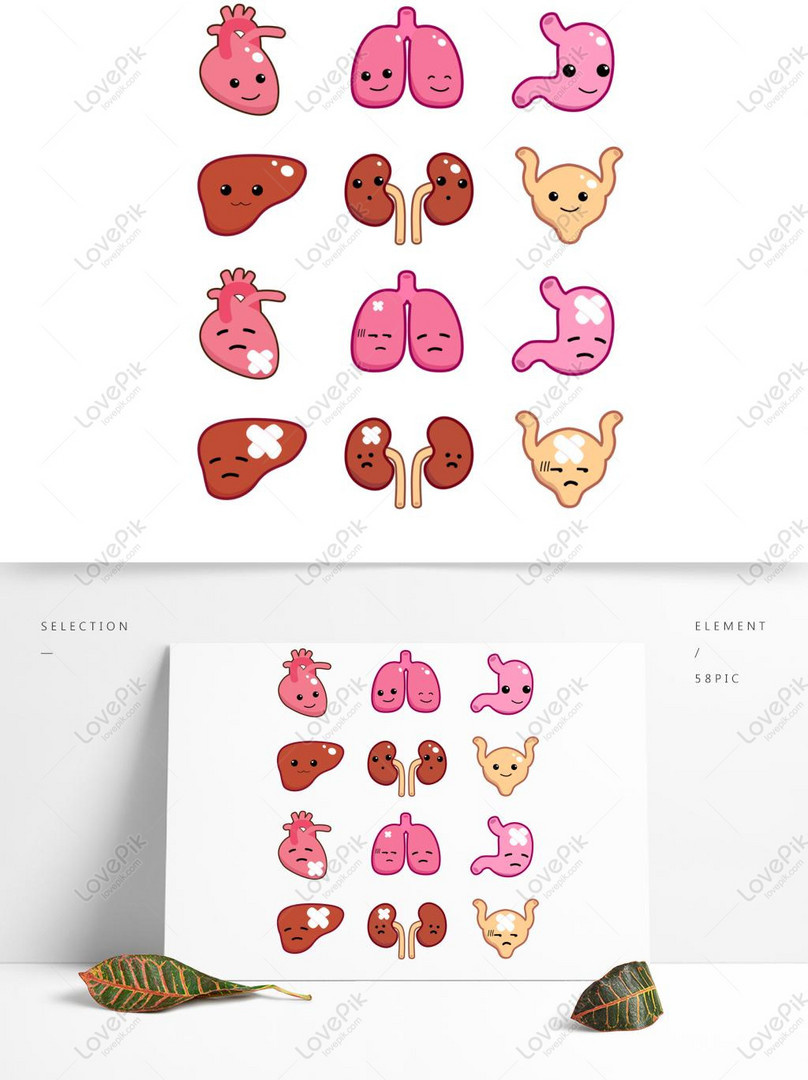 Heart Liver Spleen Lung And Kidney Cartoon Image Color Decora PNG Image AI  images free download_1369 × 1024 px - Lovepik
