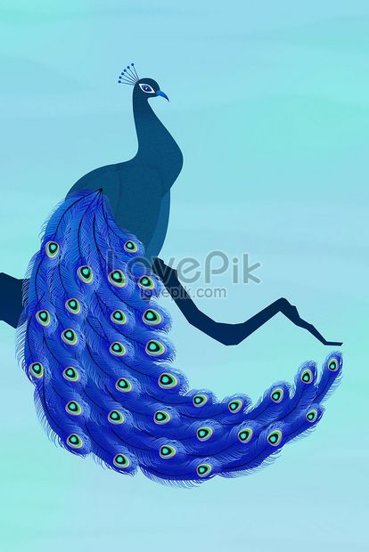 Wild animal peacock illustration illustration image_picture free download  