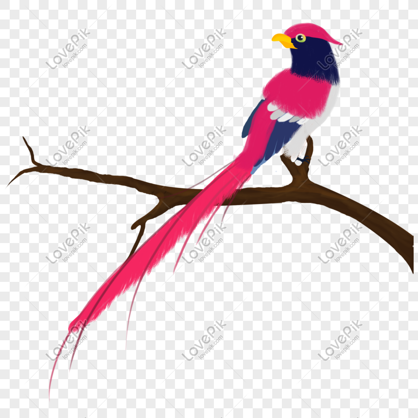 Magpie Standing On A Branch, Bird, Bird, Trunk Free PNG And Clipart ...