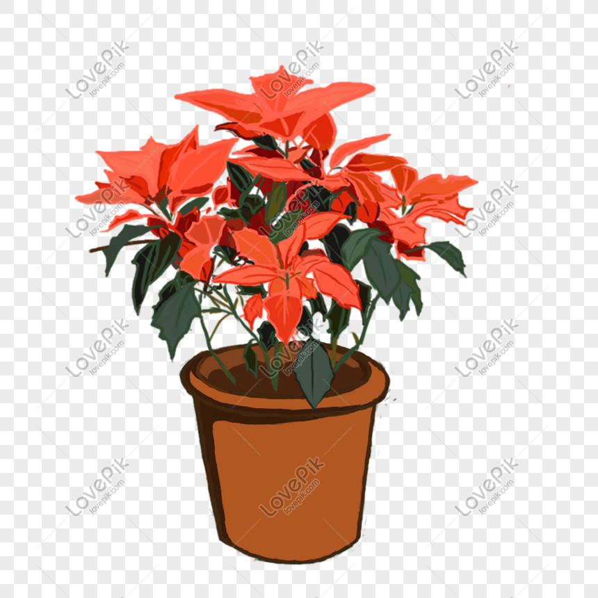 potted poinsettia clip art