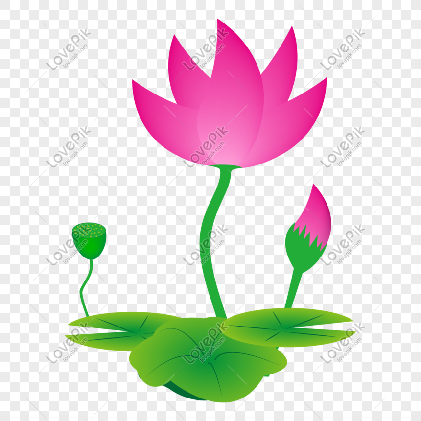Vektor Tikus Dicat Lotus Ilustrasi Bunga Teratai Gambar