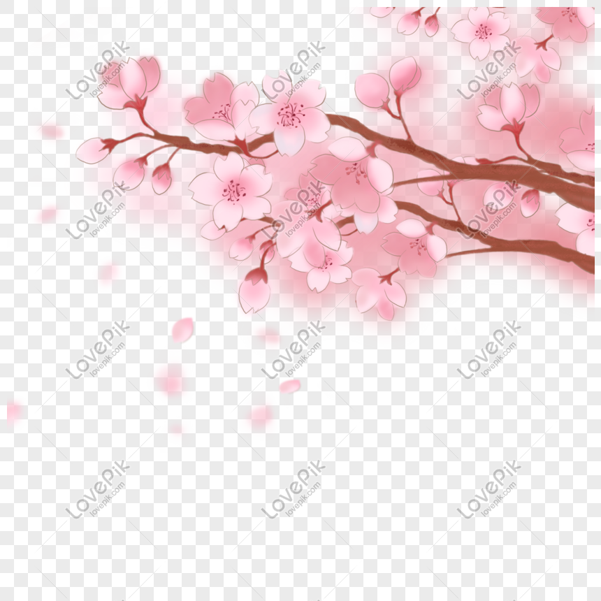Hoa Anh Đào là loài hoa đại diện cho sự nữ tính và tinh tế trong văn hóa Nhật Bản. Được vẽ trên nền cảnh xuân rực rỡ, hình ảnh này đem lại một bầu không khí rất tươi vui và ấm áp, đặc biệt trong những ngày đầu năm mới.