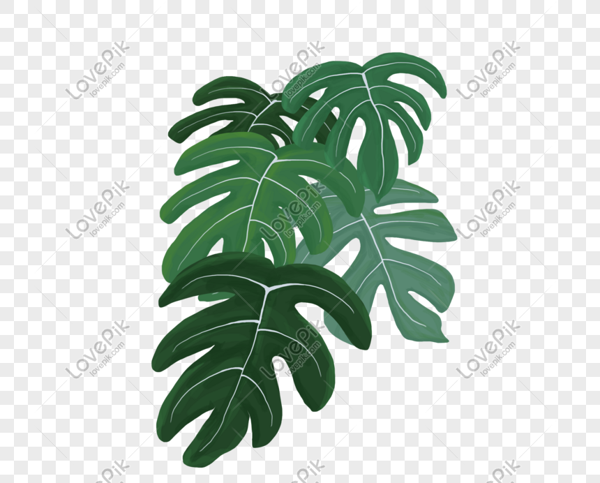 Large leaf plant PNG, Leaves, large leaves, plants png transparent background