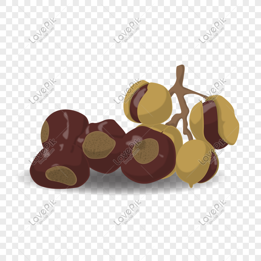 Cartoon Chestnut Vector Material PNG Free Download And Clipart Image ...