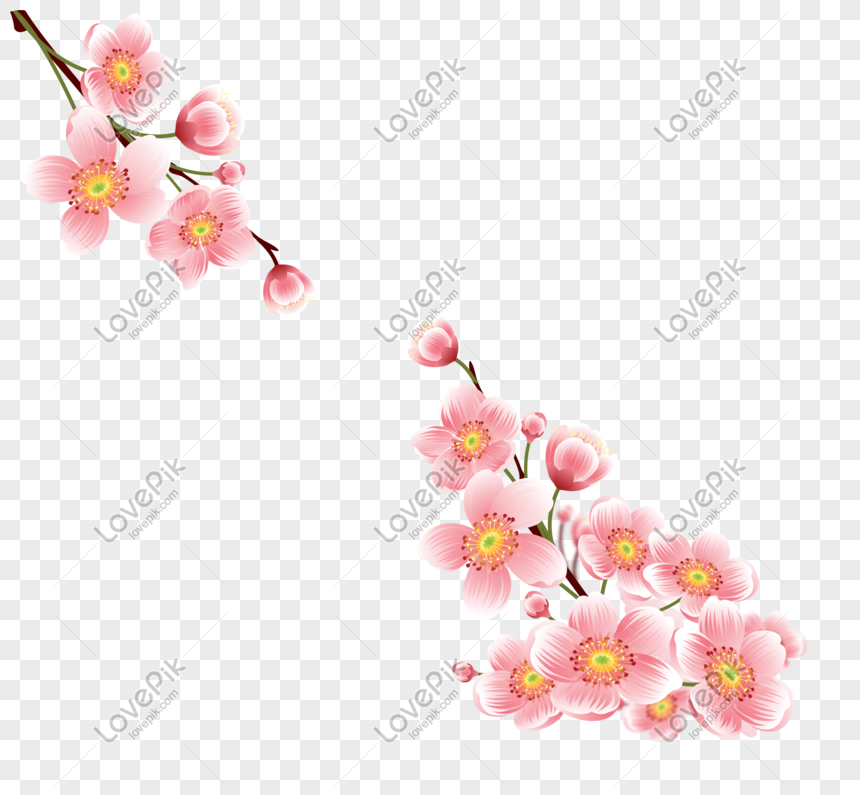 Nếu bạn là người yêu thích hoa, thì hoa anh đào chắc hẳn sẽ là sự lựa chọn tuyệt vời. Với sắc hồng quyến rũ và tinh tế, loài hoa này cho ta cảm giác giản đơn nhưng vô cùng thanh lịch. Hãy đến với bức ảnh liên quan trong những ngày cuối đông để ngắm nhìn những cánh hoa anh đào trắng tinh khôi.