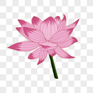 Lotus Png Images, HD Pictures For Free Vectors Download - Lovepik.com