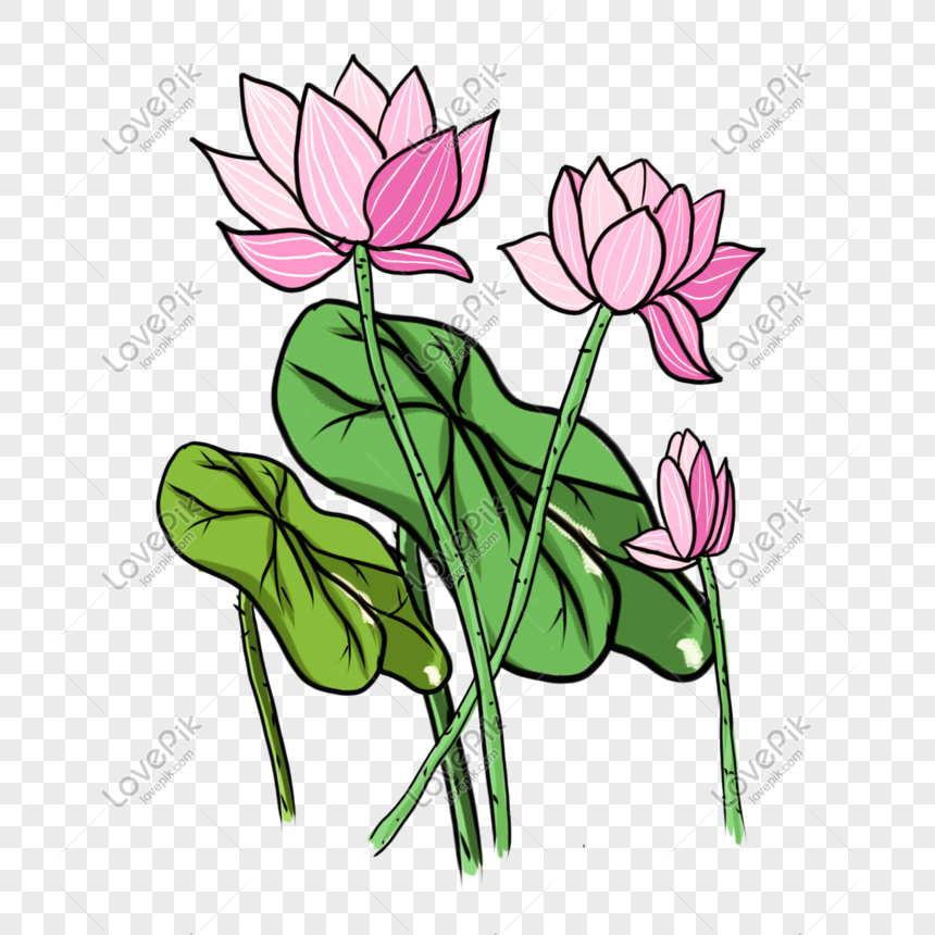 Hand Painted Chinese Style Lotus Png Material PNG Transparent ...