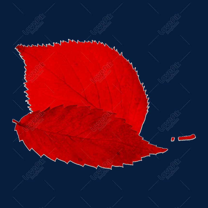 Hình nền Vector lá đỏ (Red Leaf Vector Wallpaper):
Hình nền Vector lá đỏ sẽ mang đến cho bạn không gian sống đầy sáng tạo và thu hút. Những họa tiết lá đỏ được xử lý bằng công nghệ Vector mang đến cho bạn sự rõ nét và tinh tế. Hãy tải ngay hình nền Vector lá đỏ mới nhất để trang trí cho máy tính hay điện thoại của bạn thêm phong cách và chuyên nghiệp.