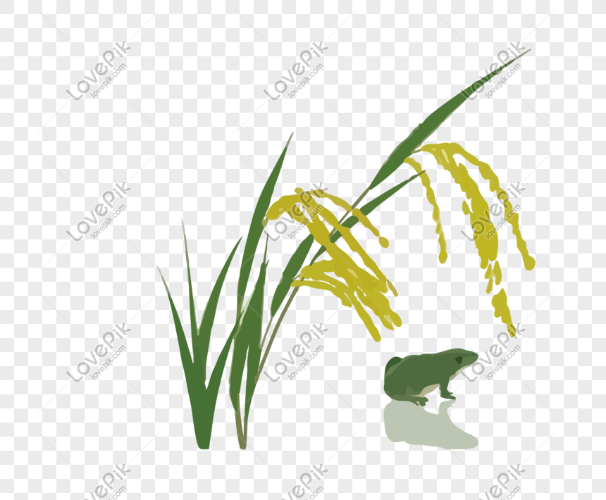 watercolor rice vector free illustration png image picture free download 610436623 lovepik com lovepik