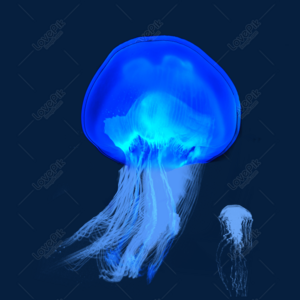 Blue Jellyfish PNG Images With Transparent Background | Free Download ...