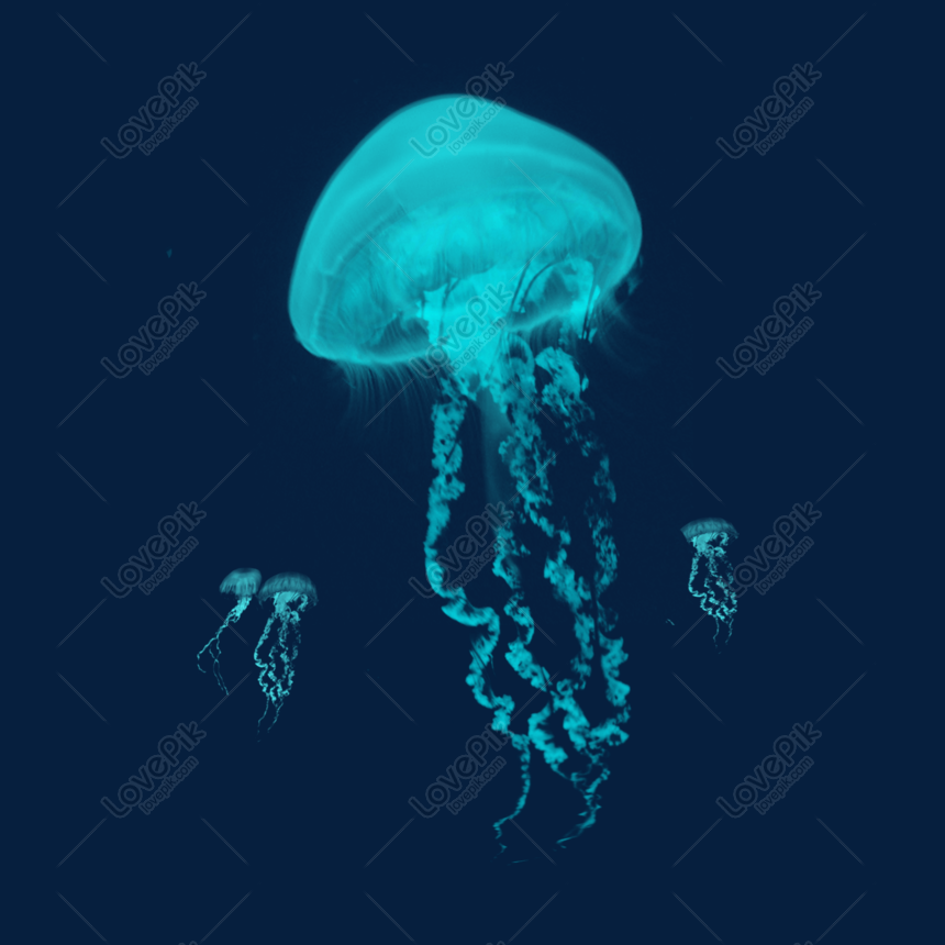 meduse vettore png