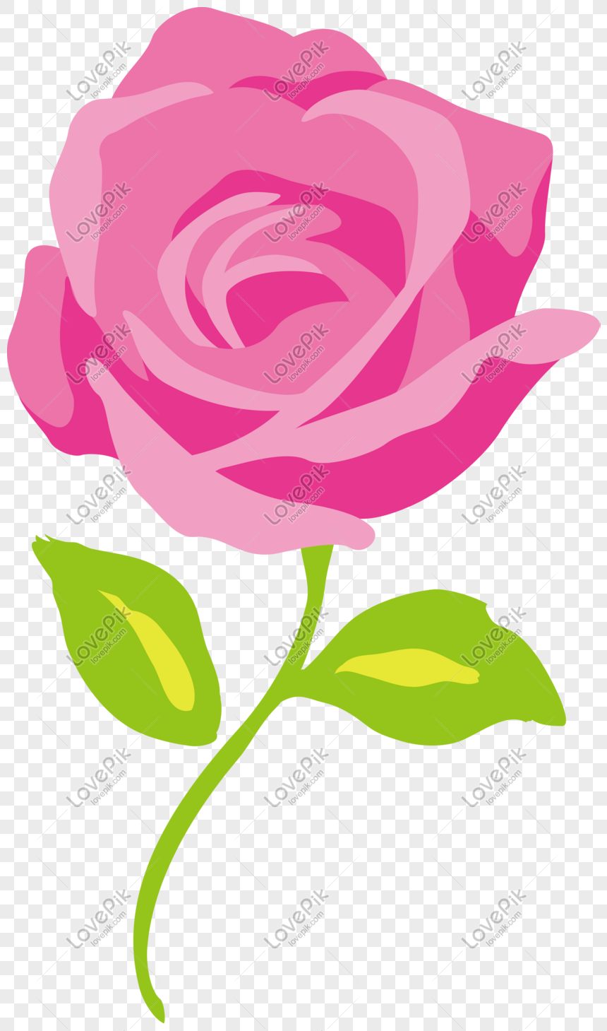 Vector Dibujado A Mano Flor Rosa PNG Imágenes Gratis - Lovepik
