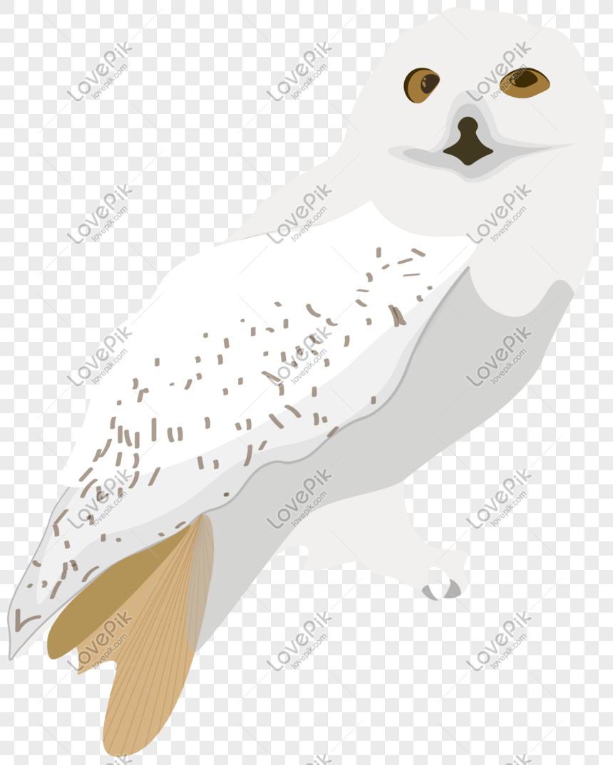 Burung Hantu Putih Gambar Unduh Gratis Imej 610606030 Format