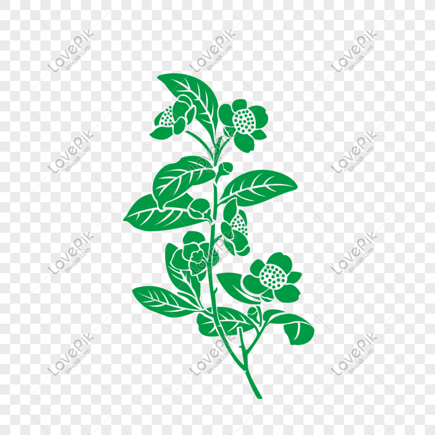 tea plant clipart