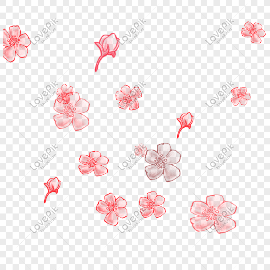 Cherry Blossom Petals PNG Images With Transparent Background ...