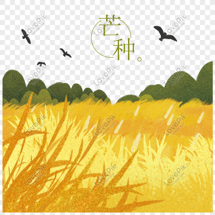 Cánh đồng lúa: Những cánh đồng lúa xanh mơn mởn là niềm tự hào của nông dân Việt Nam. Hãy xem hình ảnh để thấy sự đẹp đến kinh ngạc của những cánh đồng này.