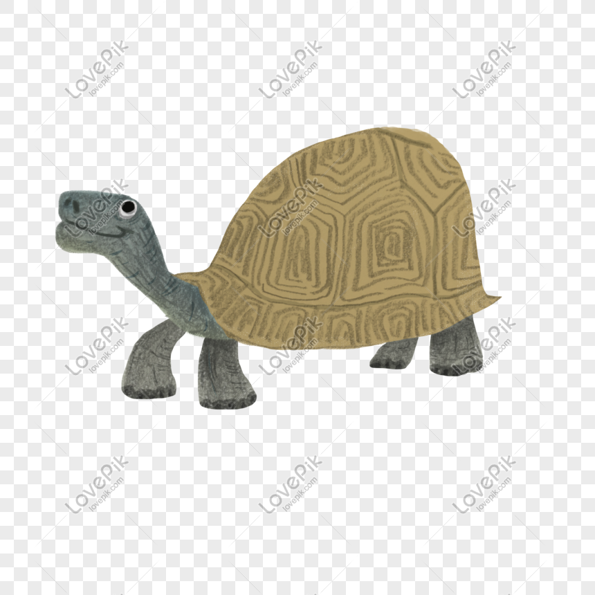 Cartoon Hand Drawn Old Turtle Cute Turtle Download Free PNG And Clipart  Image For Free Download - Lovepik | 610726199