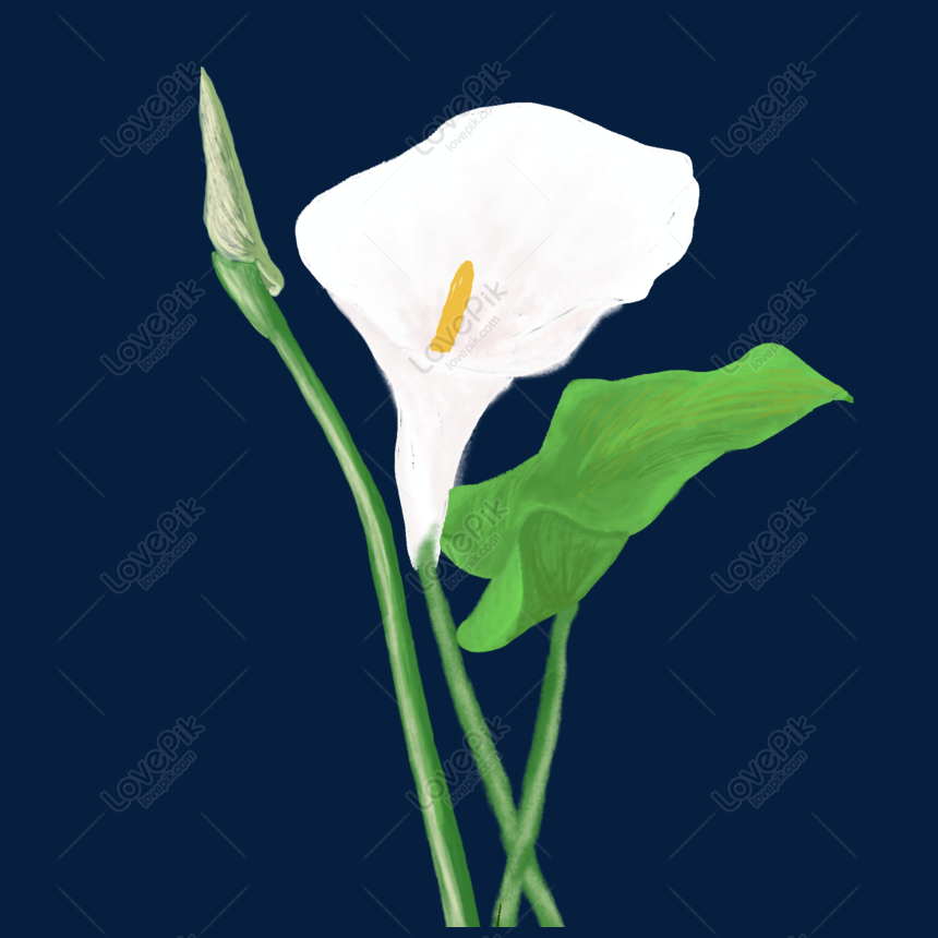 Flor De Cala Png PNG Imágenes Gratis - Lovepik