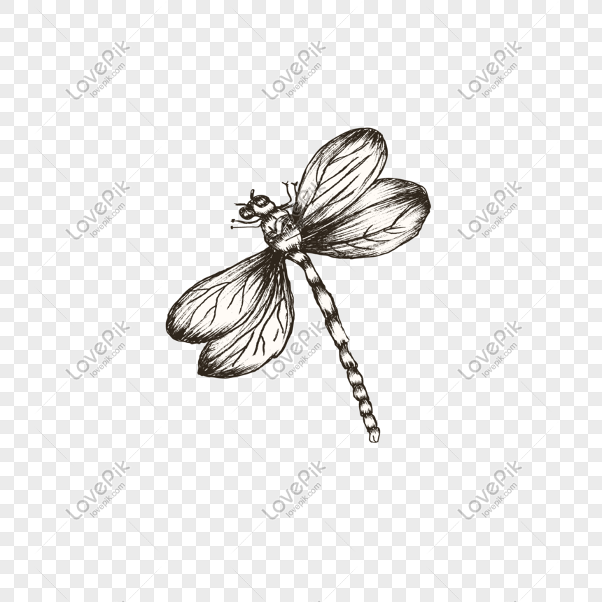 Beautiful Sketch Little Dragonfly Vector PNG Free Download And Clipart  Image For Free Download - Lovepik | 610798333