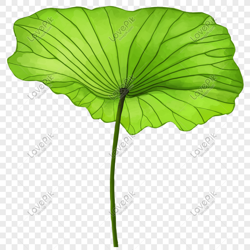 Hand Drawn Cartoon Lotus Leaf Free PNG And Clipart Image For Free ...