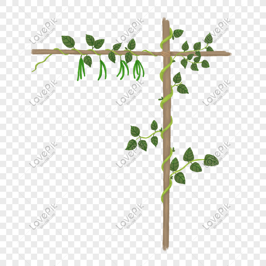 Liqiu Green Hand Painted Illustration Green Beans Vines Png PNG ...