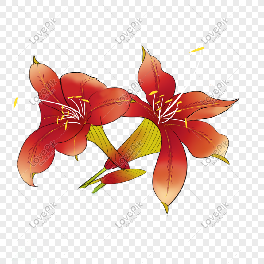 Kartun Tangan Menggambar Ilustrasi Bunga Lily Merah Png Grafik Gambar Unduh Gratis Lovepik