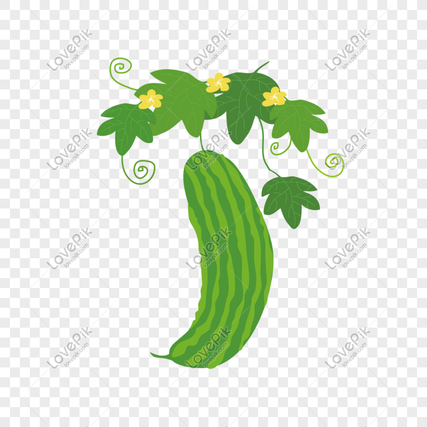 Bitter Gourd Vector Design Images, Bitter Gourd Of Hand Painted Vegetable  And Fruit Series, Hand Draw, Vegetable & Fruit, Vegetables PNG Image For  Free Download