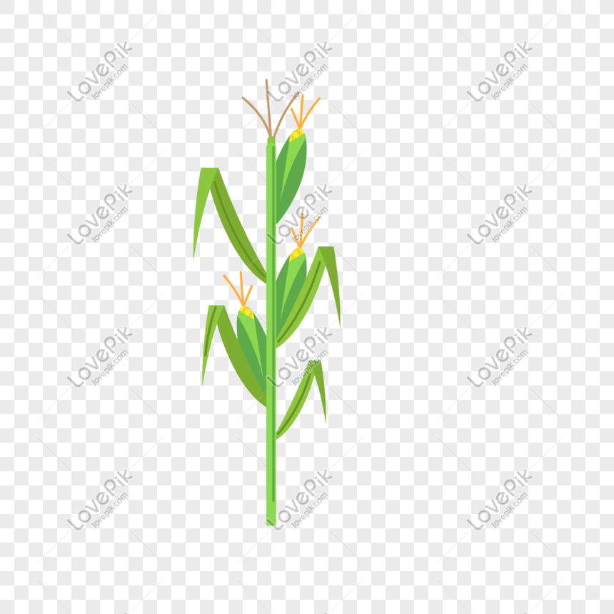 Ilustracion De Vector De Cultivo De Maiz Imagen Descargar Prf