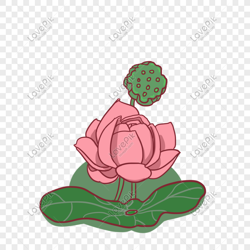 Ilustrasi Bunga Lotus Daun Teratai Yang Digambar Tangan