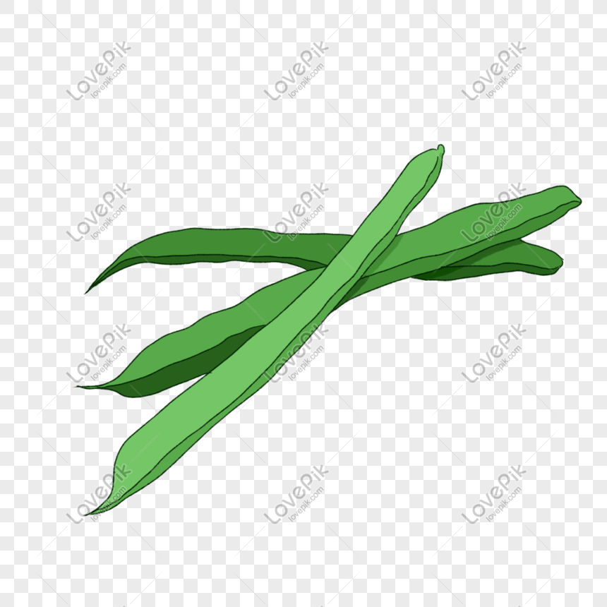 Hand Drawn Cartoon Standing Autumn Autumn Green Beans PNG Free Download And  Clipart Image For Free Download - Lovepik | 610937783