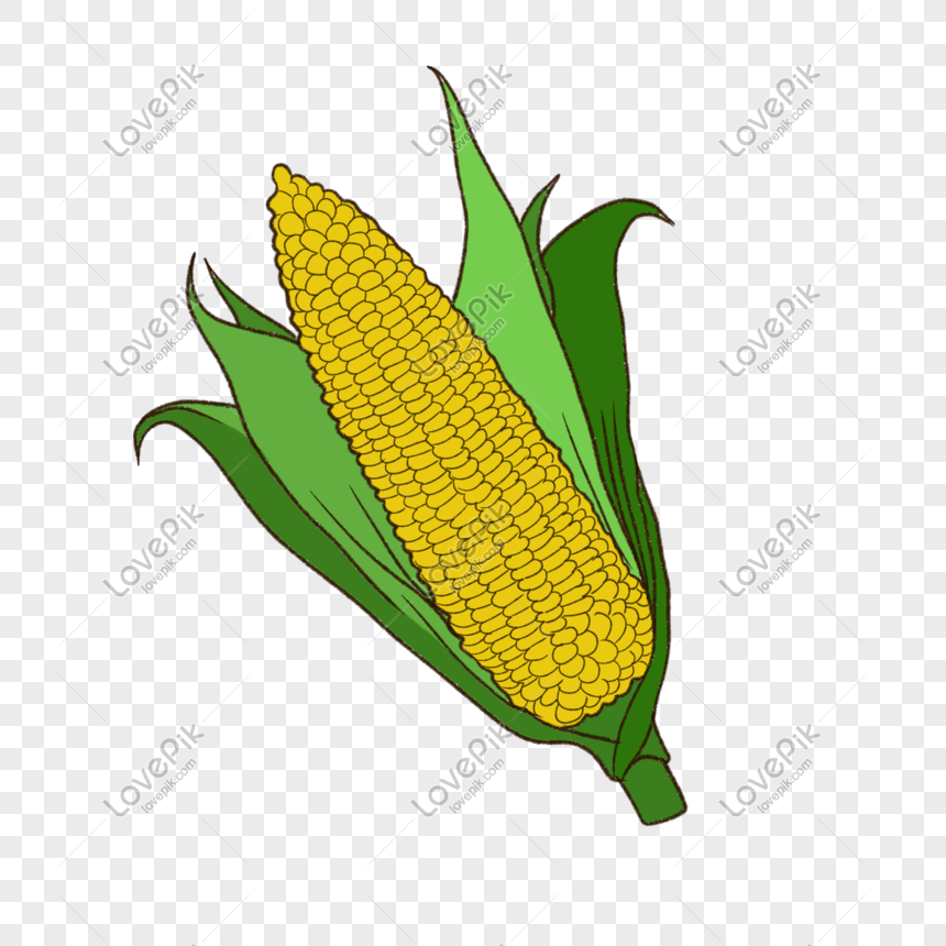 Hand Drawn Autumn Autumn Cartoon Corn PNG Image Free Download And Clipart  Image For Free Download - Lovepik | 610937781