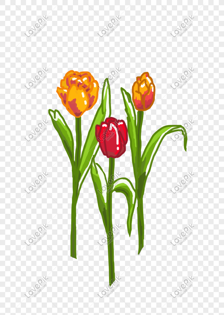 Hình ảnh Vẽ Tay Hoa Hoa Hoa Tulip Minh Họa PNG Miễn Phí Tải Về ...
