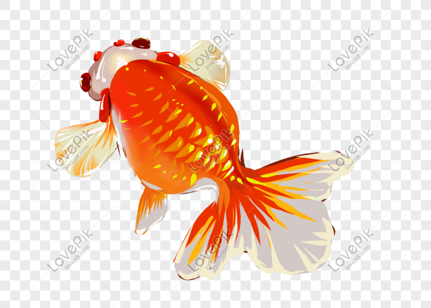 金魚の魚pngフリーの魚の暖かい色イメージ グラフィックス Id Prf画像フォーマットpsd Jp Lovepik Com