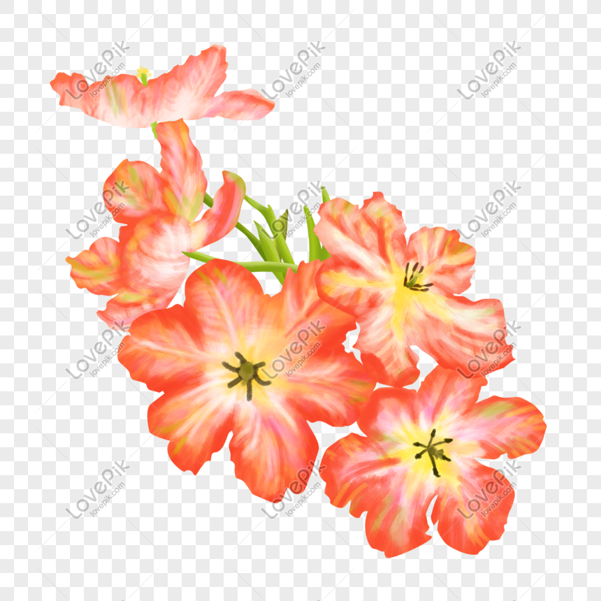Flores Naturales Flores Cártamo Dibujado A Mano Ilustración PNG Imágenes  Gratis - Lovepik