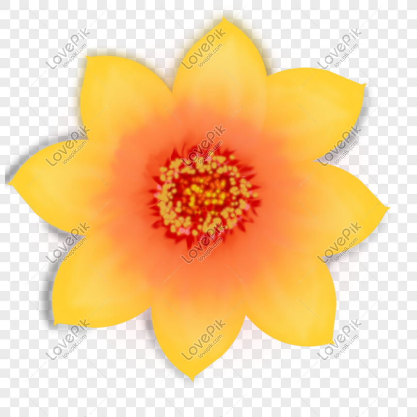 Flor Amarilla Transparente Ilustración Png PNG Imágenes Gratis - Lovepik
