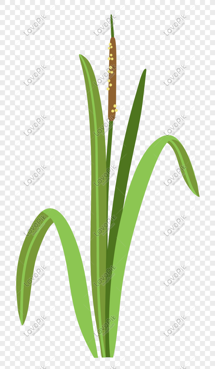 ragi plant clipart image