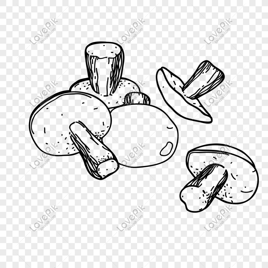 Mushroom Vector Illustration Png, Vegetables, Hand Drawn, Cuisine PNG ...