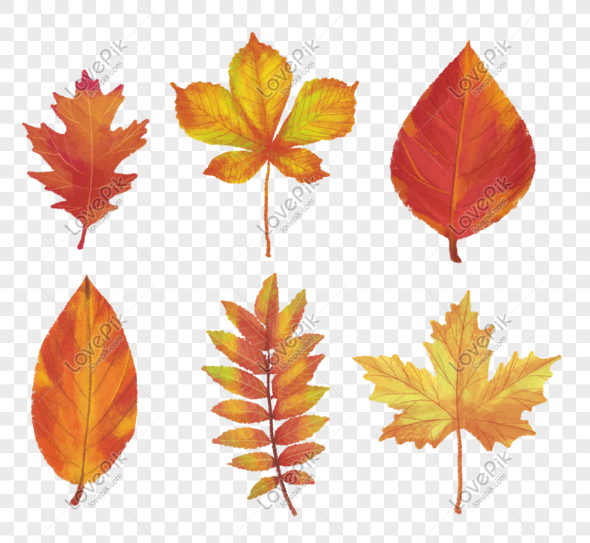 Photo De Automne Illustration Universelle Dessinée À La Main Feuilles Feu,  Automne, Main Dessinée, Illustration Graphique Images Free Download -  Lovepik | 611121199