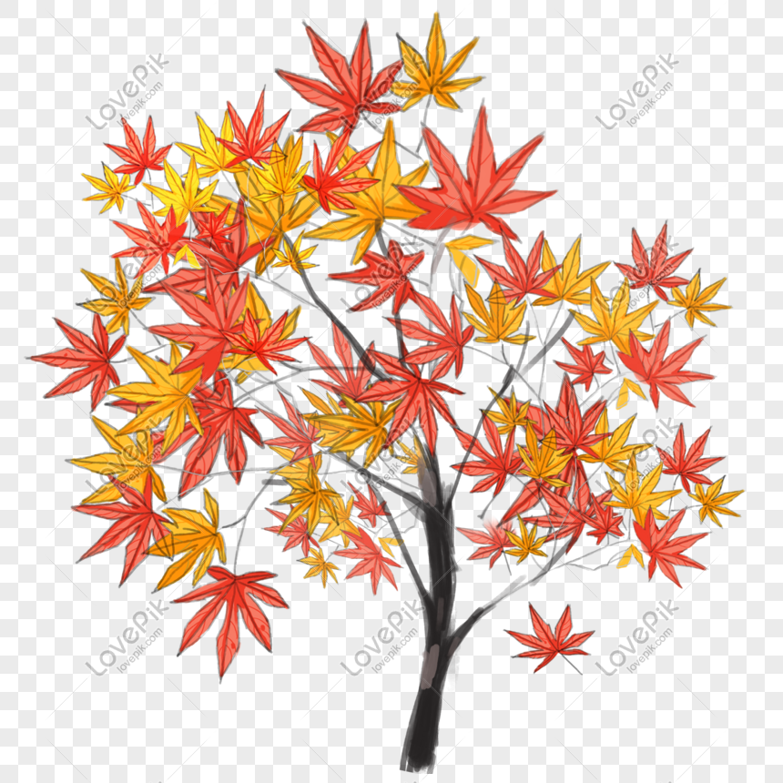 Cây lá phong với những chiếc lá rủ những vòng xoắn độc đáo tạo nên cảnh quan đẹp mắt mùa thu. Cùng khám phá vẻ đẹp của cây lá phong và những chiếc lá vàng rơi rụng nhé.