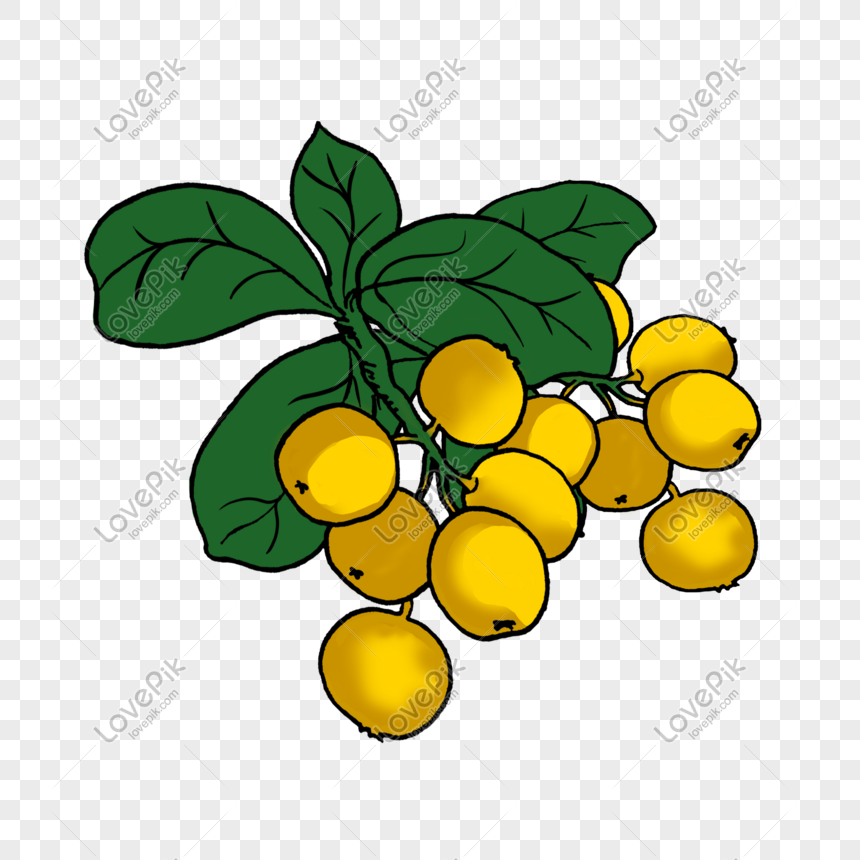 Yellow Fruit Cartoon Hand Drawing, Persimmon, Autumn, Fruit PNG ...