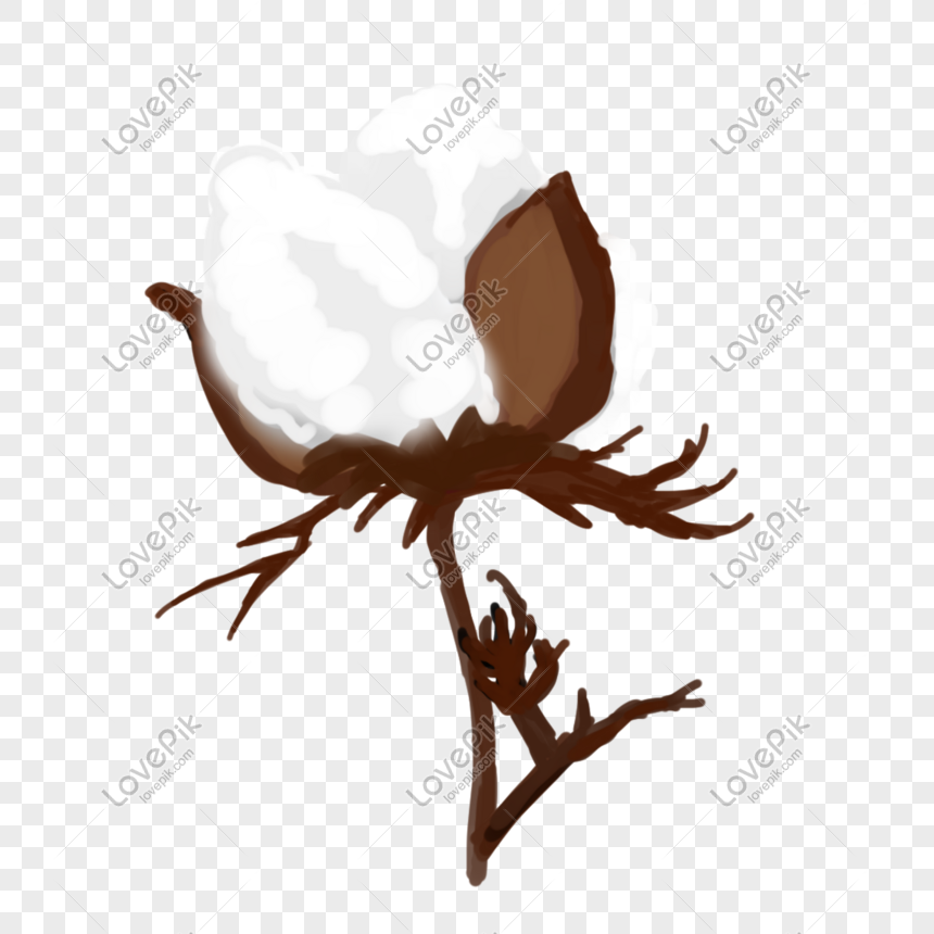 Hand Drawn Crop Cotton Illustration Free PNG And Clipart Image For Free ...