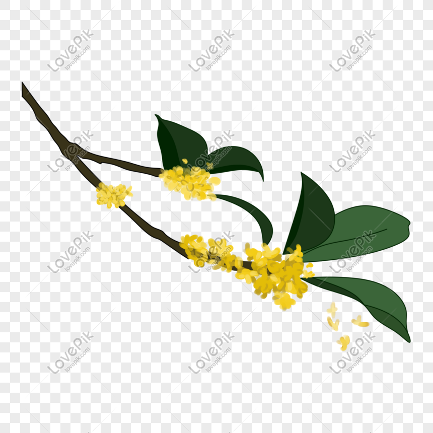 Chi nhánh của cây osmanthus với những bông hoa đầy mê hoặc sẽ làm say lòng bạn. Cùng ngắm nhìn những chiếc lá xanh mướt và mùi hương thơm ngát, chắc chắn bạn sẽ được trải nghiệm những giây phút thư giãn tuyệt vời.