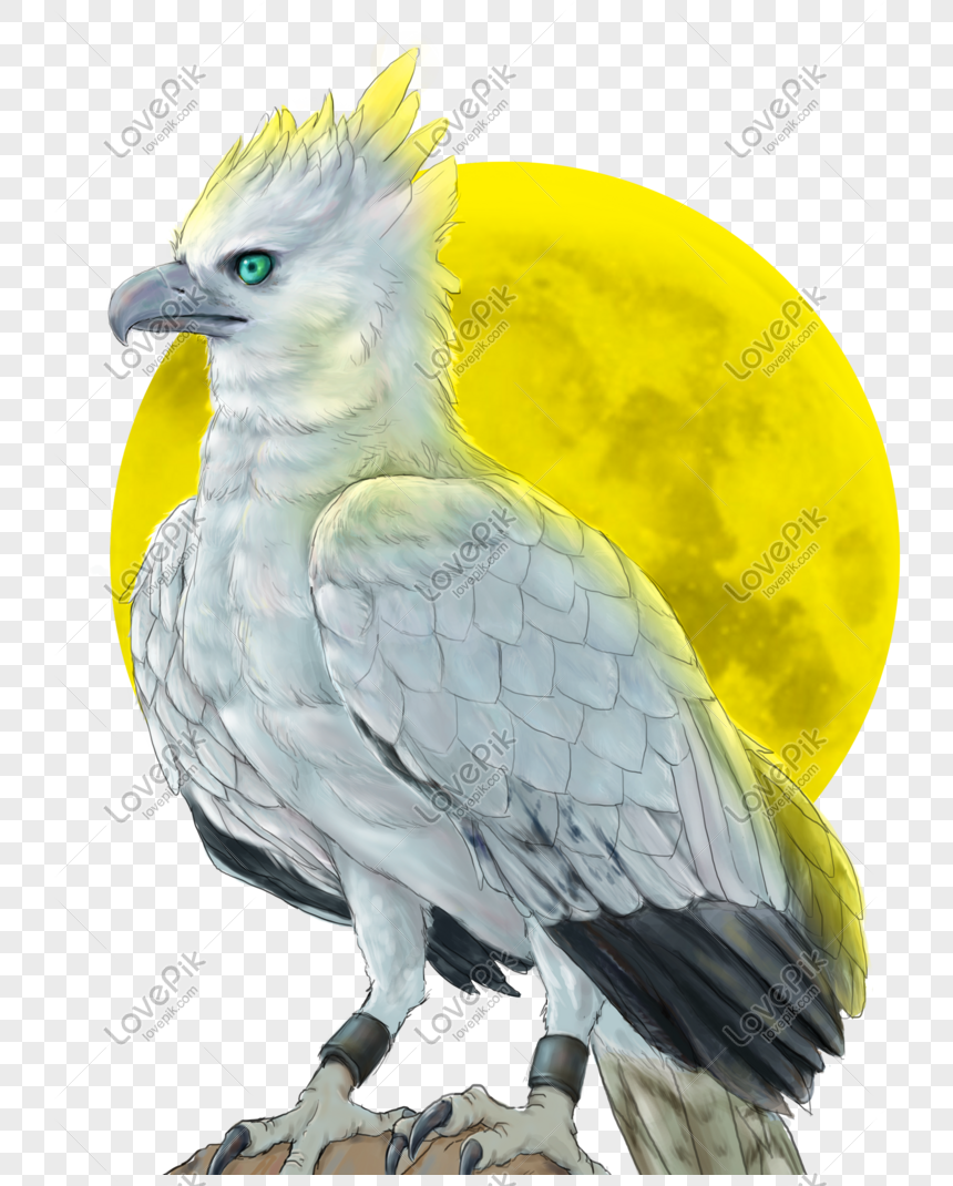 Harpy Eagle Tattoo Meaning PNG Transparent Images Free Download, Vector  Files