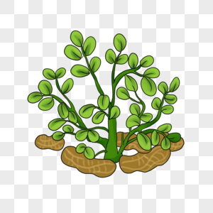 peanut plant clipart free